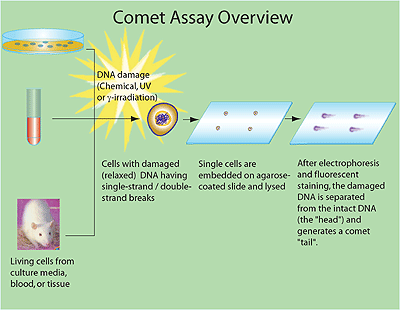 trevigen comet assay protocol